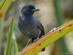 Laniarius funebris