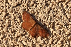 Leptostales rubromarginaria