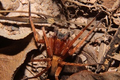 Ctenus maculisternis