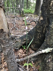 Cleistesiopsis