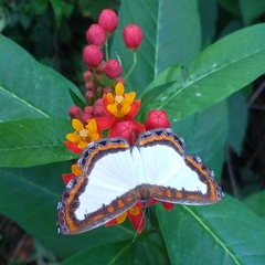 Nymphidium caricae