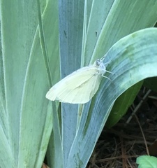 Pieris oleracea