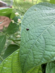 Brachiacantha ursina