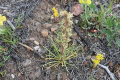 Ipomopsis spicata