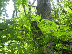 Strix occidentalis caurina