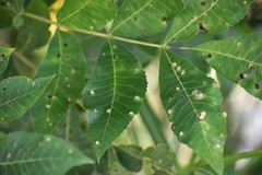 Phylloxera notabilis