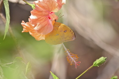 Phoebis philea
