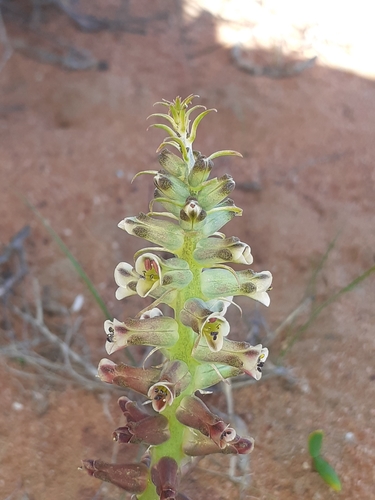 Image of Lachenalia undulata by (c) Brian du Preez, some rights reserved (CC BY-SA)