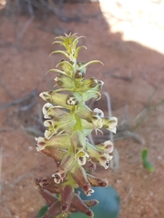 Lachenalia undulata