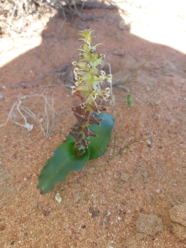 Lachenalia undulata