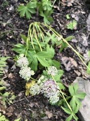 Astrantia major