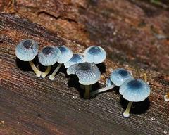 Mycena interrupta