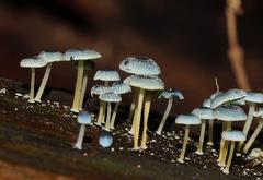 Mycena interrupta