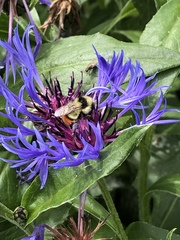 Bombus centralis