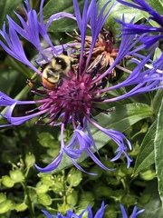 Bombus centralis