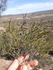 Euclea linearis