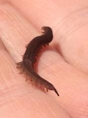 Oroperipatus eisenii