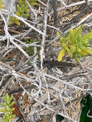 Pholidoscelis lineolatus