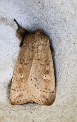 Leucania pseudargyria