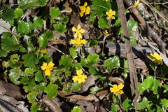Goodenia hederacea alpestris