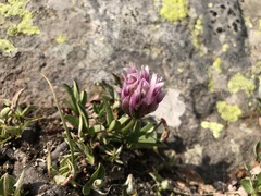 Trifolium parryi
