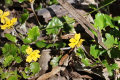 Goodenia hederacea alpestris