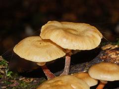Armillaria novae-zelandiae