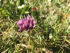 Trifolium parryi