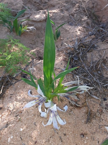 Babiana scabrifolia