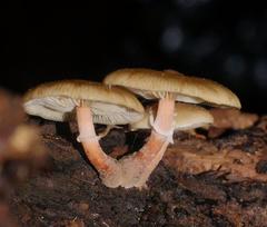 Armillaria novae-zelandiae