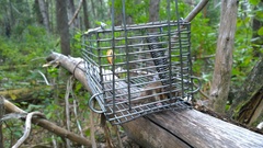 Dromiciops gliroides