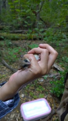 Dromiciops gliroides