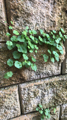 Cymbalaria muralis