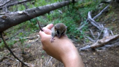 Dromiciops gliroides