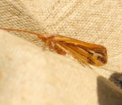 Limnephilus ornatus