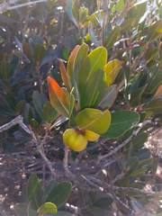 Hyaenanche globosa
