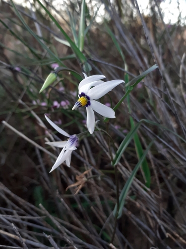Image of Walleria gracilis by (c) Brian du Preez, some rights reserved (CC BY-SA)