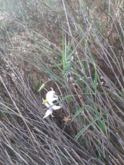 Walleria gracilis