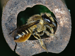 Megachile centuncularis