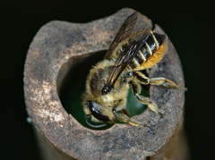 Megachile centuncularis