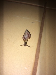 Achatinidae
