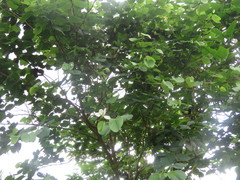 Bauhinia variegata candida