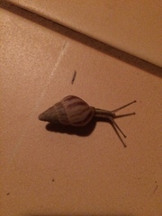 Achatinidae