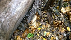 Dromiciops gliroides