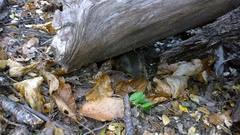 Dromiciops gliroides