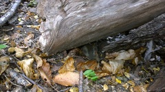Dromiciops gliroides