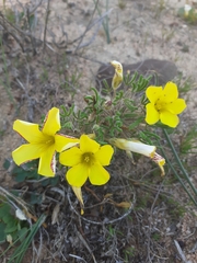Oxalis pillansiana