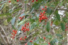 Citharexylum montevidense