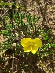 Oxalis pillansiana