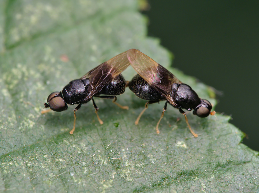 Pachygastrinae